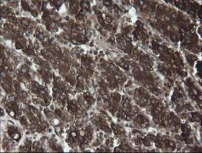 Immunohistochemistry: ERp57/PDIA3 Antibody (OTI4D7) - Azide and BSA Free [NBP2-70849]