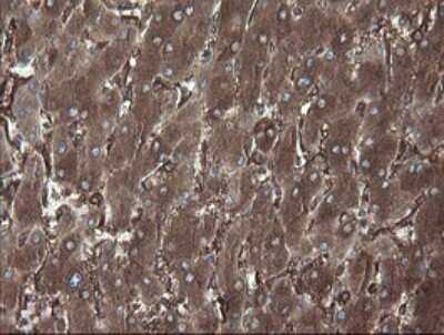 Immunohistochemistry: ERp57/PDIA3 Antibody (OTI4D7) - Azide and BSA Free [NBP2-70849]