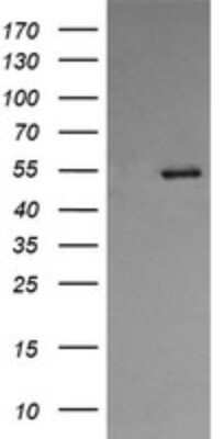 Western Blot: ERp57/PDIA3 Antibody (OTI4D7)Azide and BSA Free [NBP2-70849]