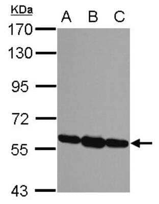 Western Blot: ERp57/PDIA3 Antibody [NB100-78614]