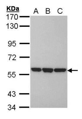 Western Blot: ERp57/PDIA3 Antibody [NB100-78614]