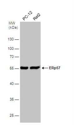 Western Blot: ERp57/PDIA3 Antibody [NBP2-16369]