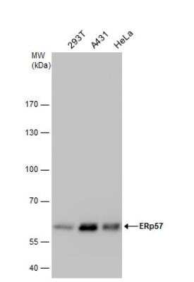 Western Blot: ERp57/PDIA3 Antibody [NBP2-16369]