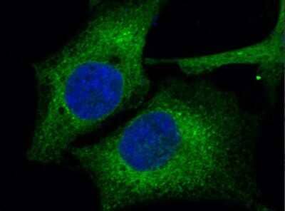 Immunocytochemistry/ Immunofluorescence: ERp72 Antibody (004) [NBP2-90207]