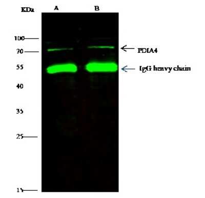 Immunoprecipitation: ERp72 Antibody (020) [NBP2-90208]