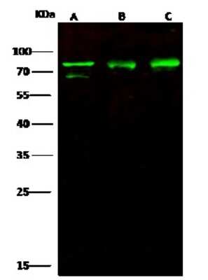 Western Blot: ERp72 Antibody (020) [NBP2-90208]