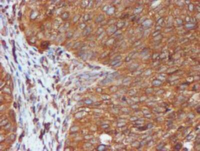 Immunohistochemistry-Paraffin: ERp72 Antibody (OTI2B9) [NBP2-01652]