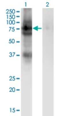 Western Blot: ERp72 Antibody (2H3) [H00009601-M02]