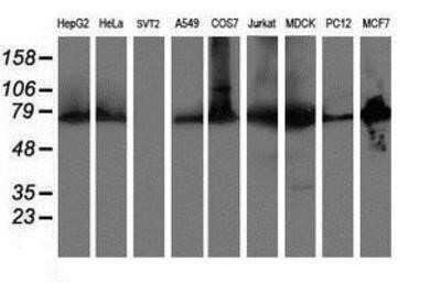 Western Blot: ERp72 Antibody (OTI2B9)Azide and BSA Free [NBP2-71488]