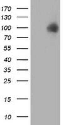 Western Blot: ERp72 Antibody (OTI2B9)Azide and BSA Free [NBP2-71488]