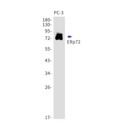 Western Blot: ERp72 Antibody (S02-1J3) [NBP3-19626]