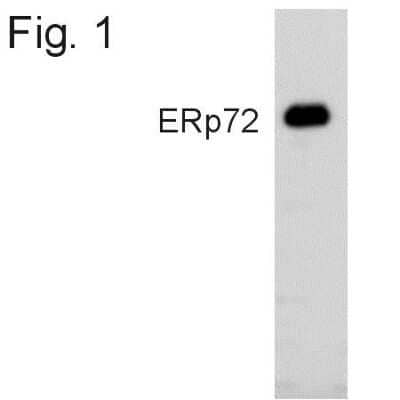 Western Blot: ERp72 AntibodyBSA Free [NB120-11422]