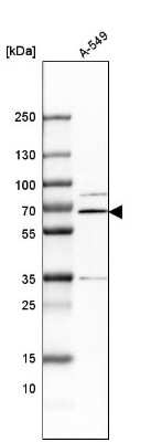 Western Blot: ERp72 Antibody [NBP1-84795]