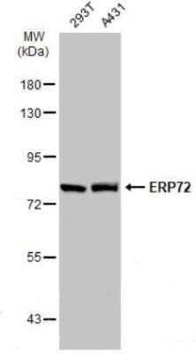 Western Blot: ERp72 Antibody [NBP2-16371]