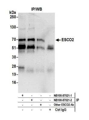 Immunoprecipitation: ESCO2 Antibody [NB100-87021]