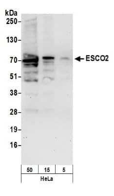 Western Blot: ESCO2 Antibody [NB100-87021]