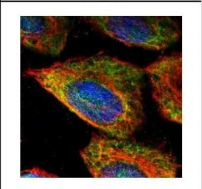 Immunocytochemistry/ Immunofluorescence: ESD Antibody [NBP2-16374]