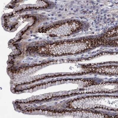 Immunohistochemistry-Paraffin: ESD Antibody [NBP1-89479]