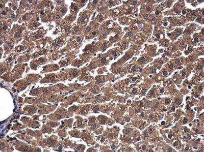 Immunohistochemistry-Paraffin: ESD Antibody [NBP2-16374]