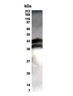 Western Blot: ELF3/ESE-1 AntibodyBSA Free [NB600-212]