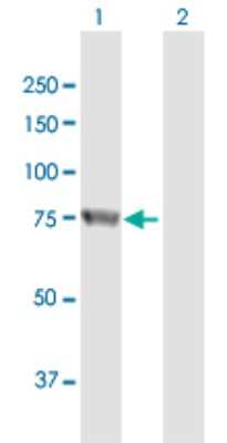 Western Blot: ESRP1 Antibody [H00054845-B01P]