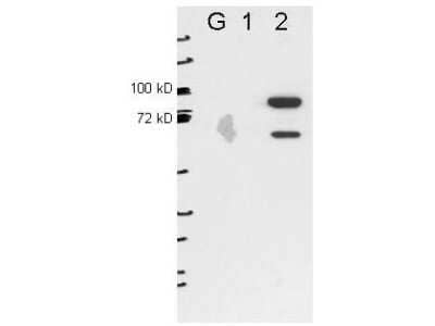 Western Blot: ESRP2 Antibody (22C5.H7.A6) [NBP1-77972]