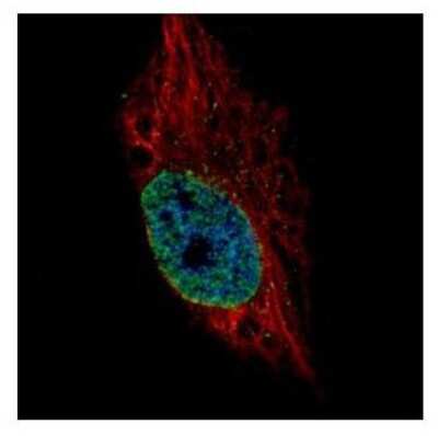 Immunocytochemistry/ Immunofluorescence: ESRP2 Antibody [NBP2-16375]
