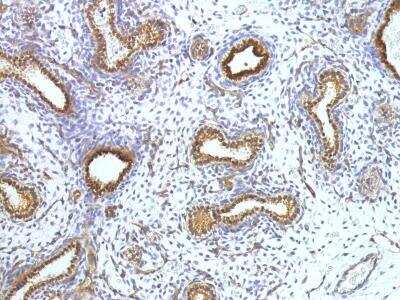 Immunohistochemistry-Paraffin: ESRP2 Antibody [NBP2-13972]