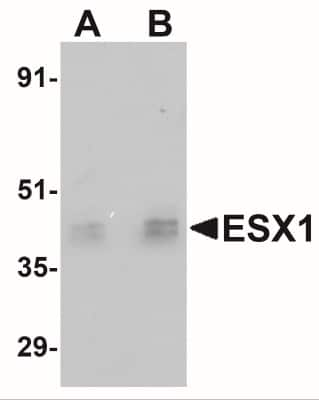 Western Blot: ESX1 AntibodyBSA Free [NBP1-77114]