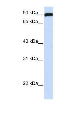 Western Blot: ESYT3 Antibody [NBP1-91354]