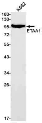 Western Blot: ETAA1 Antibody (S03-8J1) [NBP3-19627]