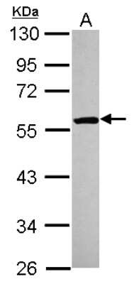 Western Blot: ETEA Antibody [NBP2-16381]