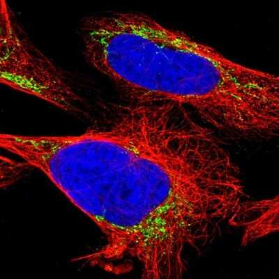 Immunocytochemistry/ Immunofluorescence: ETFA Antibody [NBP1-84855]