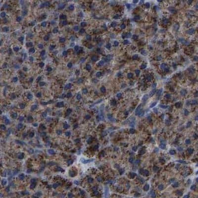Immunohistochemistry-Paraffin: ETFA Antibody [NBP1-84856]
