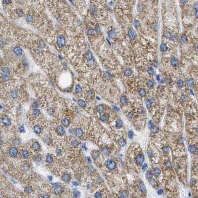 Immunohistochemistry-Paraffin: ETFA Antibody [NBP1-84857]