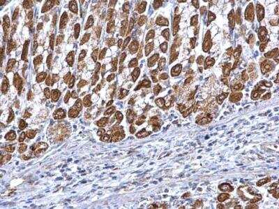 Immunohistochemistry-Paraffin: ETFA Antibody [NBP2-16382]