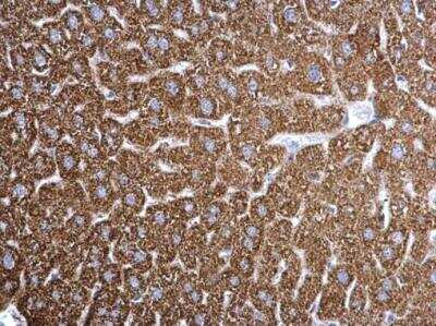 Immunohistochemistry-Paraffin: ETFA Antibody [NBP2-16382]