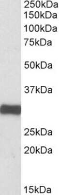 Western Blot: ETFA Antibody [NBP1-49845]