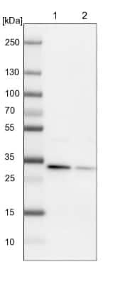 Western Blot: ETFA Antibody [NBP1-84854]