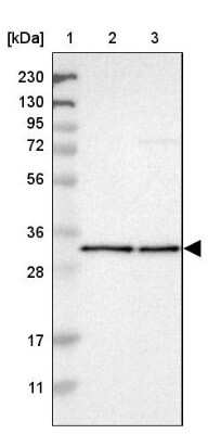 Western Blot: ETFA Antibody [NBP1-84856]