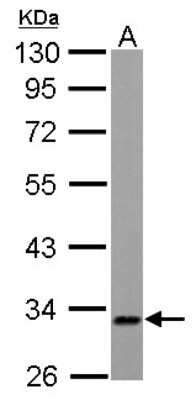Western Blot: ETFA Antibody [NBP2-16382]
