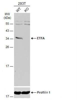 Western Blot: ETFA Antibody [NBP2-16382]