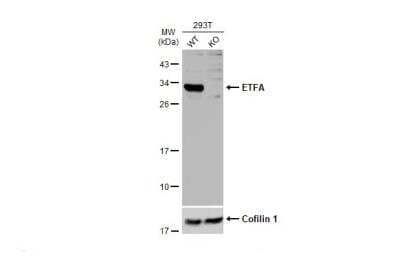 Western Blot: ETFA Antibody [NBP2-16383]