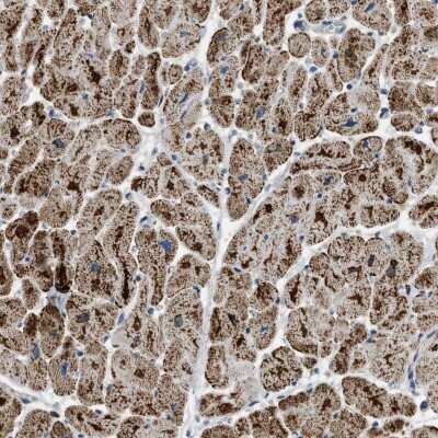 Immunohistochemistry-Paraffin: ETFB Antibody [NBP1-86040]