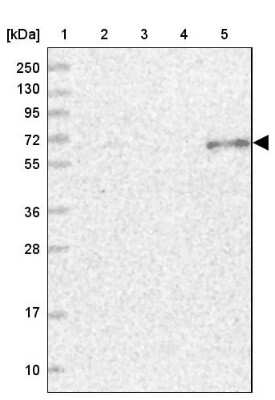 Western Blot: ETFDH Antibody [NBP1-83950]