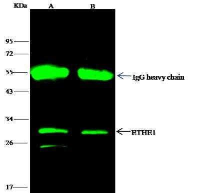 Immunoprecipitation: ETHE1 Antibody (001) [NBP2-90300]