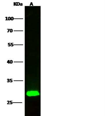 Western Blot: ETHE1 Antibody (001) [NBP2-90300]