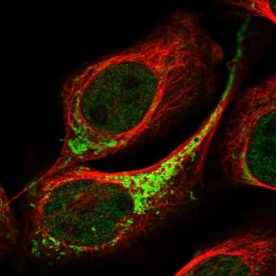 Immunocytochemistry/ Immunofluorescence: ETHE1 Antibody [NBP1-81689]