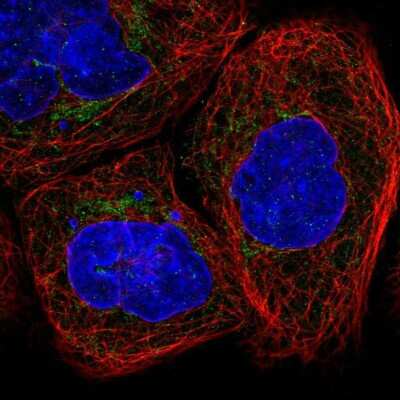 Immunocytochemistry/ Immunofluorescence: ETHE1 Antibody [NBP1-81690]