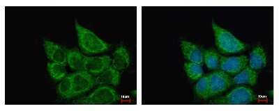 Immunocytochemistry/ Immunofluorescence: ETHE1 Antibody [NBP2-16385]